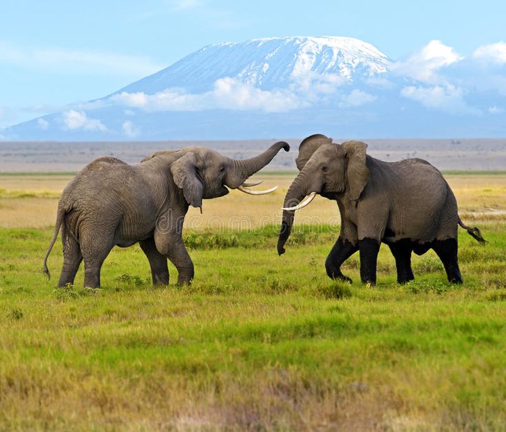 Elephants in Amboseli