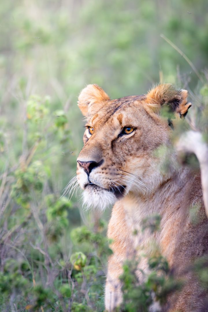 Lion on the savannah