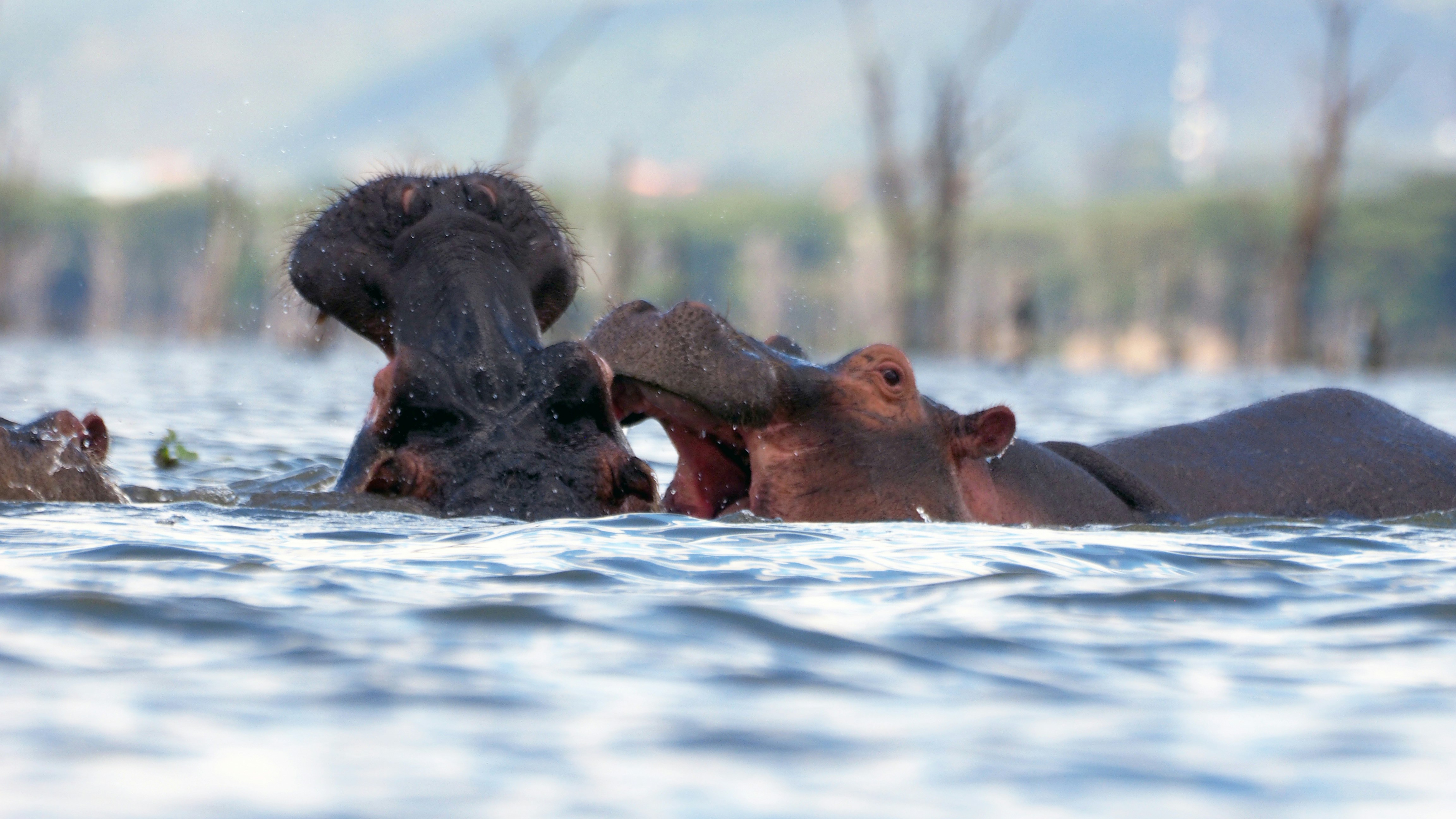 Safari vehicle at Lake Nakuru National Park