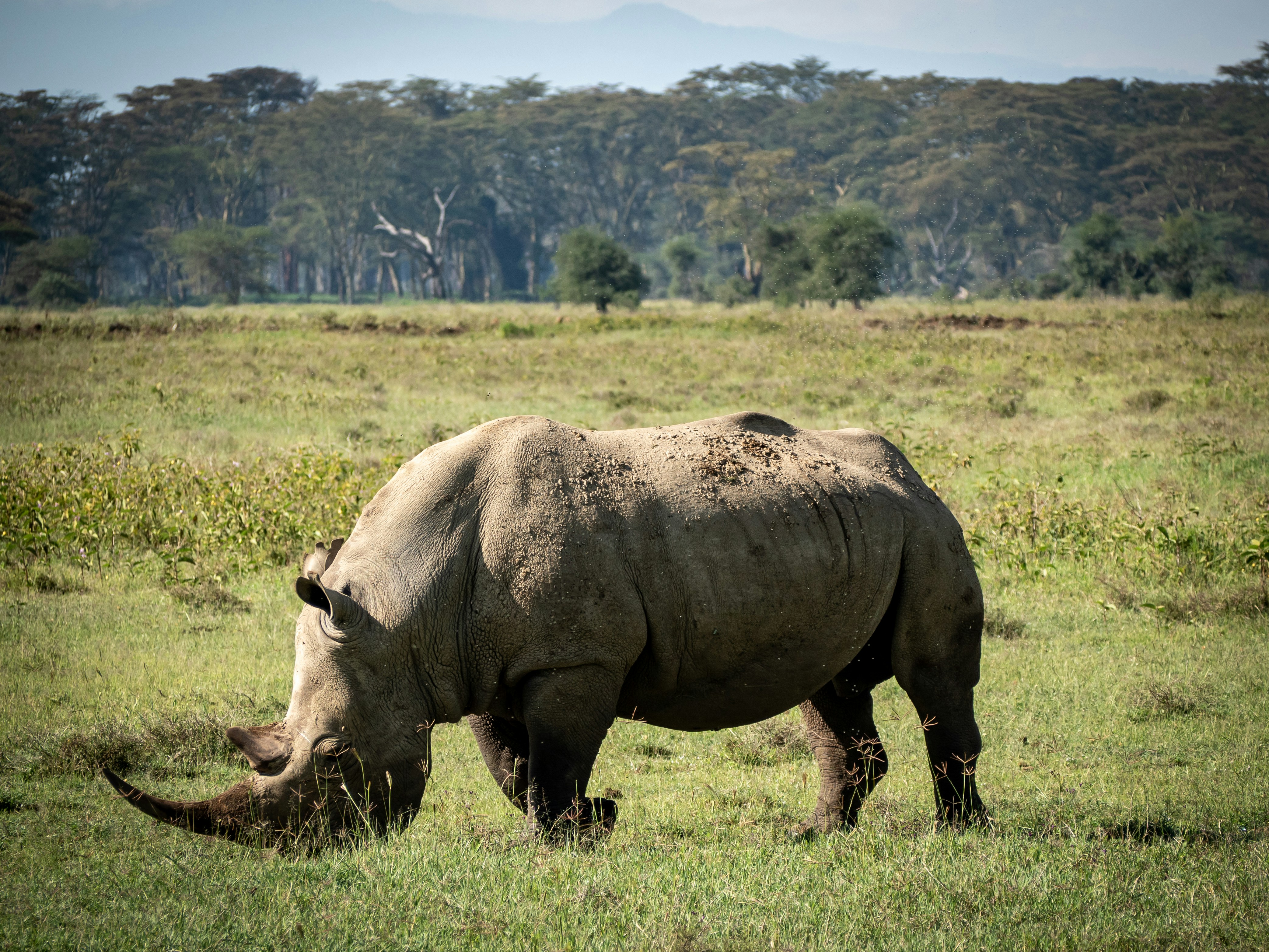 Lake Nakuru National Park