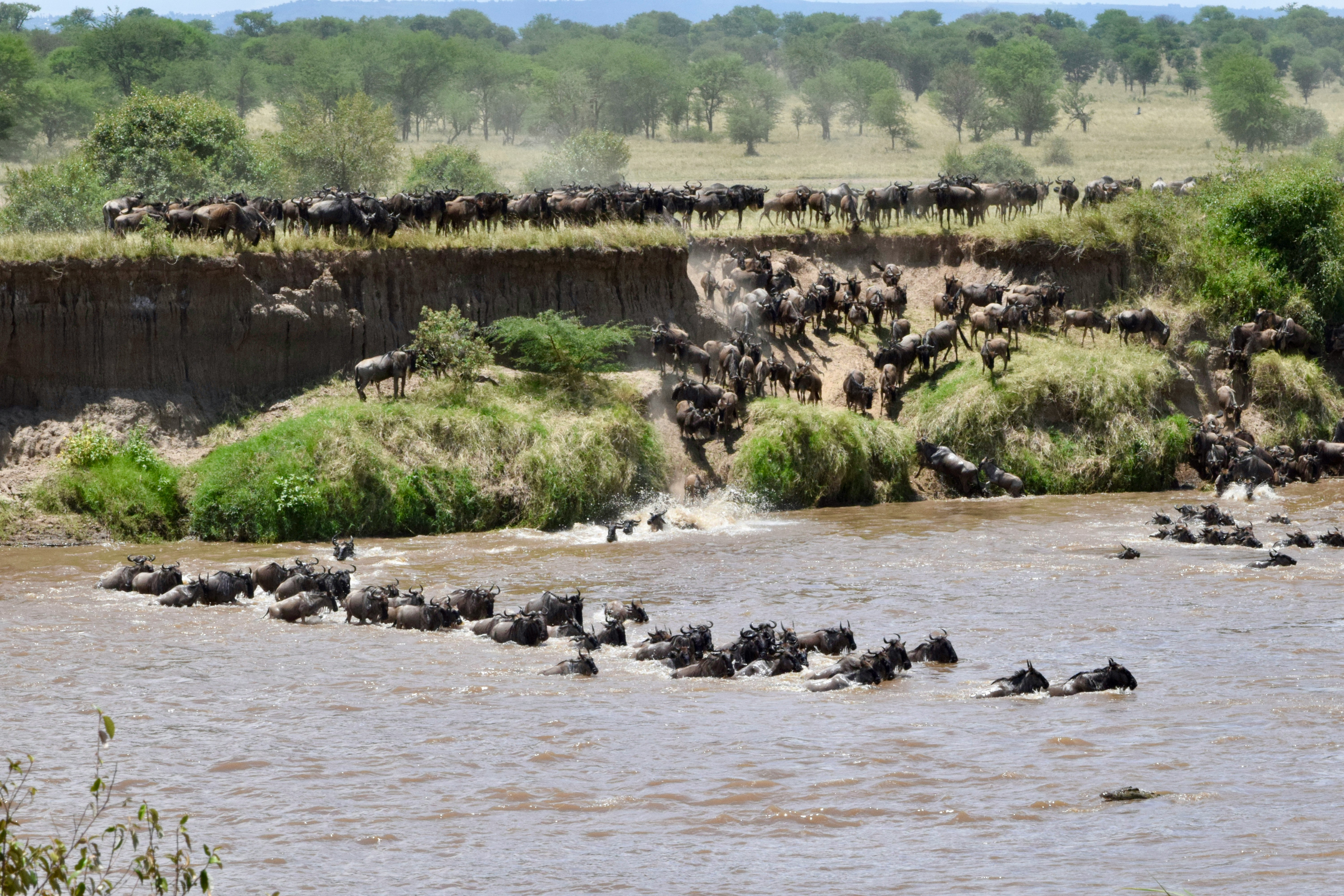 Great Wildebeest Migration crossing the Mara River